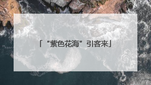 “紫色花海”引客来