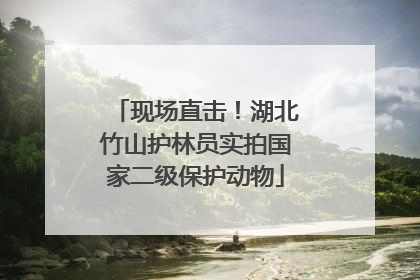 现场直击！湖北竹山护林员实拍国家二级保护动物