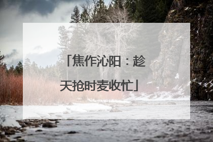 焦作沁阳：趁天抢时麦收忙