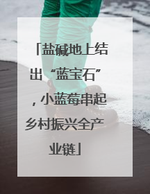 盐碱地上结出“蓝宝石”，小蓝莓串起乡村振兴全产业链