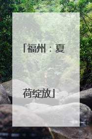福州：夏荷绽放