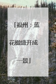 福州：蓝花楹盛开成一景