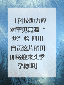 科技助力应对罕见高温“烤”验 四川自贡这片稻田即将迎来头季孕穗期