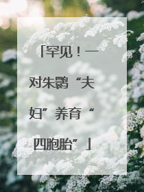 罕见！一对朱鹮“夫妇”养育“四胞胎”