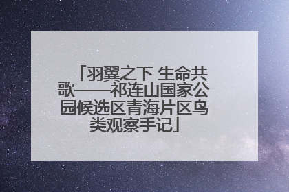 羽翼之下 生命共歌——祁连山国家公园候选区青海片区鸟类观察手记