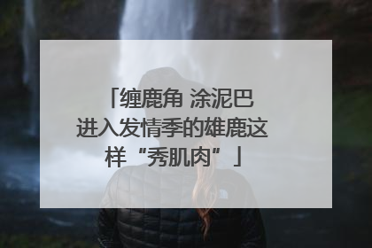 缠鹿角 涂泥巴 进入发情季的雄鹿这样“秀肌肉”