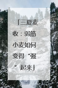 三夏麦收：弱筋小麦如何变得“强”起来
