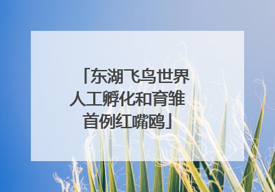 东湖飞鸟世界人工孵化和育雏首例红嘴鸥