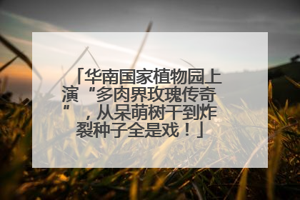 华南国家植物园上演“多肉界玫瑰传奇”，从呆萌树干到炸裂种子全是戏！