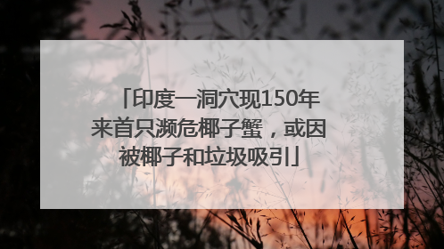 印度一洞穴现150年来首只濒危椰子蟹，或因被椰子和垃圾吸引