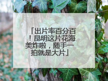 出片率百分百！昆明这片花海美炸啦，随手一拍就是大片