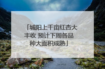 城阳上千亩红杏大丰收 预计下周各品种大面积成熟
