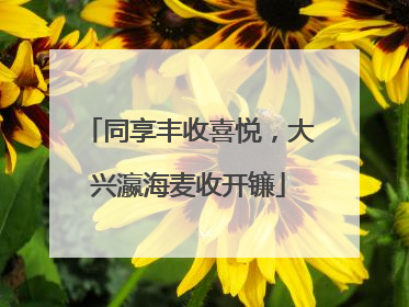 同享丰收喜悦，大兴瀛海麦收开镰