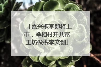 嘉兴槜李即将上市，净相村开共富工坊做槜李文创