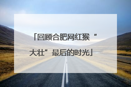 回顾合肥网红猴“大壮”最后的时光