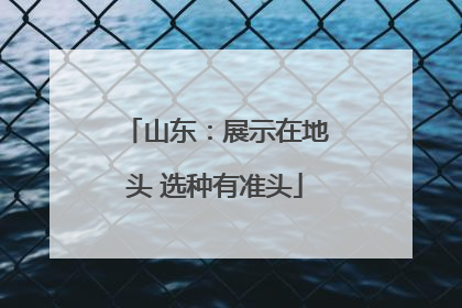 山东：展示在地头 选种有准头