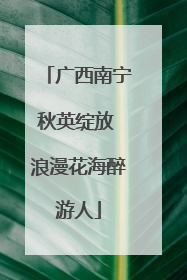 广西南宁秋英绽放 浪漫花海醉游人