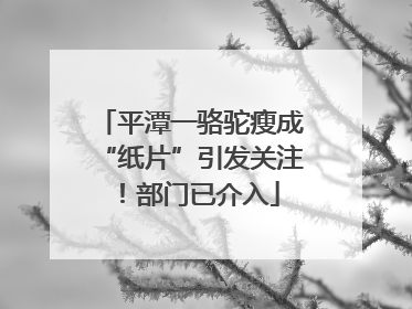 平潭一骆驼瘦成“纸片”引发关注！部门已介入