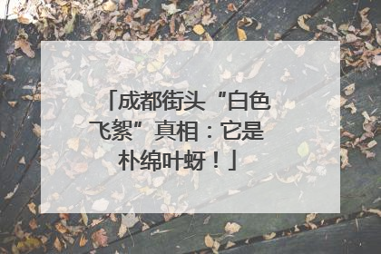 成都街头“白色飞絮”真相：它是朴绵叶蚜！