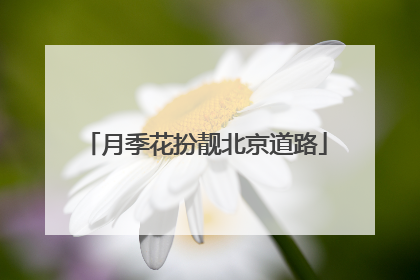 月季花扮靓北京道路