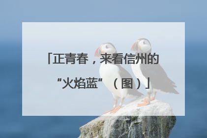 正青春，来看信州的“火焰蓝”（图）