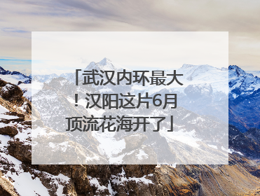 武汉内环最大！汉阳这片6月顶流花海开了
