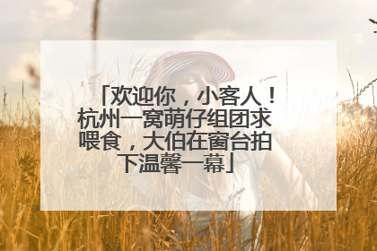 欢迎你，小客人！杭州一窝萌仔组团求喂食，大伯在窗台拍下温馨一幕