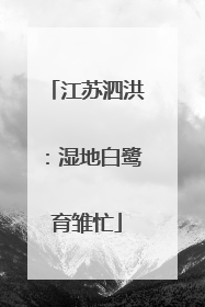 江苏泗洪：湿地白鹭育雏忙