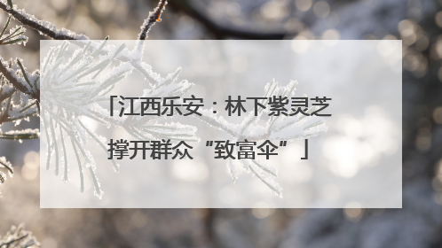 江西乐安：林下紫灵芝撑开群众“致富伞”