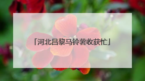 河北昌黎马铃薯收获忙