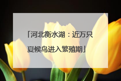 河北衡水湖：近万只夏候鸟进入繁殖期
