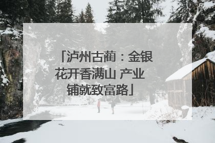 泸州古蔺：金银花开香满山 产业铺就致富路