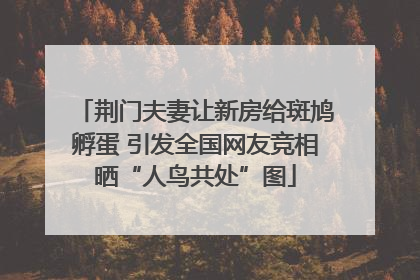 荆门夫妻让新房给斑鸠孵蛋 引发全国网友竞相晒“人鸟共处”图