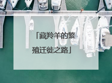 藏羚羊的繁殖迁徙之路
