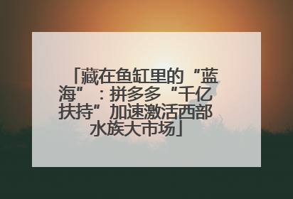 藏在鱼缸里的“蓝海”：拼多多“千亿扶持”加速激活西部水族大市场