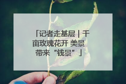 记者走基层｜千亩玫瑰花开 美景带来“钱景”