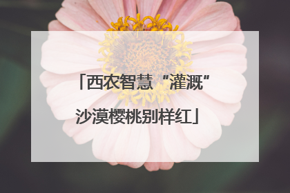 西农智慧“灌溉” 沙漠樱桃别样红