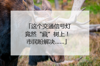 这个交通信号灯竟然“藏”树上！市民盼解决……