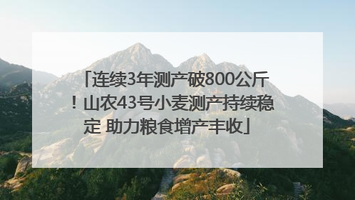 连续3年测产破800公斤！山农43号小麦测产持续稳定 助力粮食增产丰收