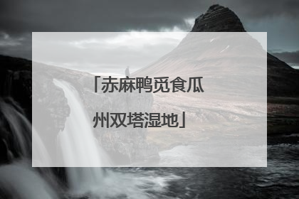 赤麻鸭觅食瓜州双塔湿地