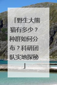 野生大熊猫有多少？种群如何分布？科研团队实地探秘