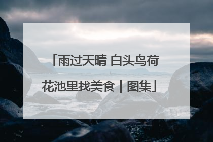 雨过天晴 白头鸟荷花池里找美食｜图集
