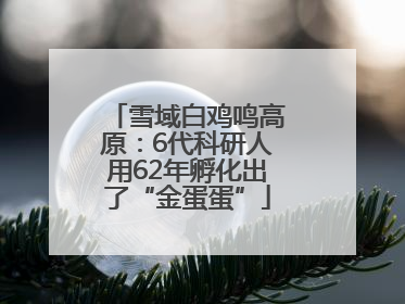 雪域白鸡鸣高原：6代科研人用62年孵化出了“金蛋蛋”