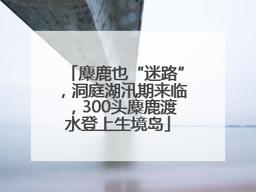 麋鹿也“迷路”，洞庭湖汛期来临，300头麋鹿渡水登上生境岛