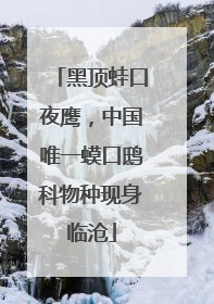 黑顶蛙口夜鹰，中国唯一蟆口鸱科物种现身临沧